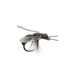 Ant