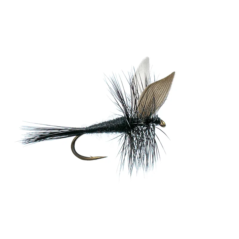 Black Gnat