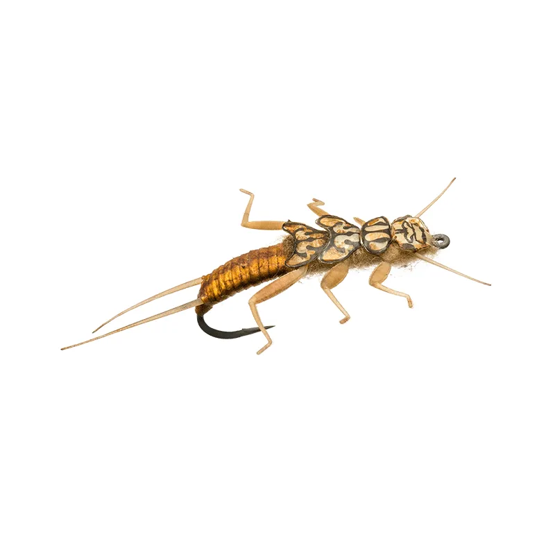 Stonefly Nymph